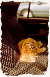 dog car seat cover, car seat covers, automobile seat cover, auto seat cover
